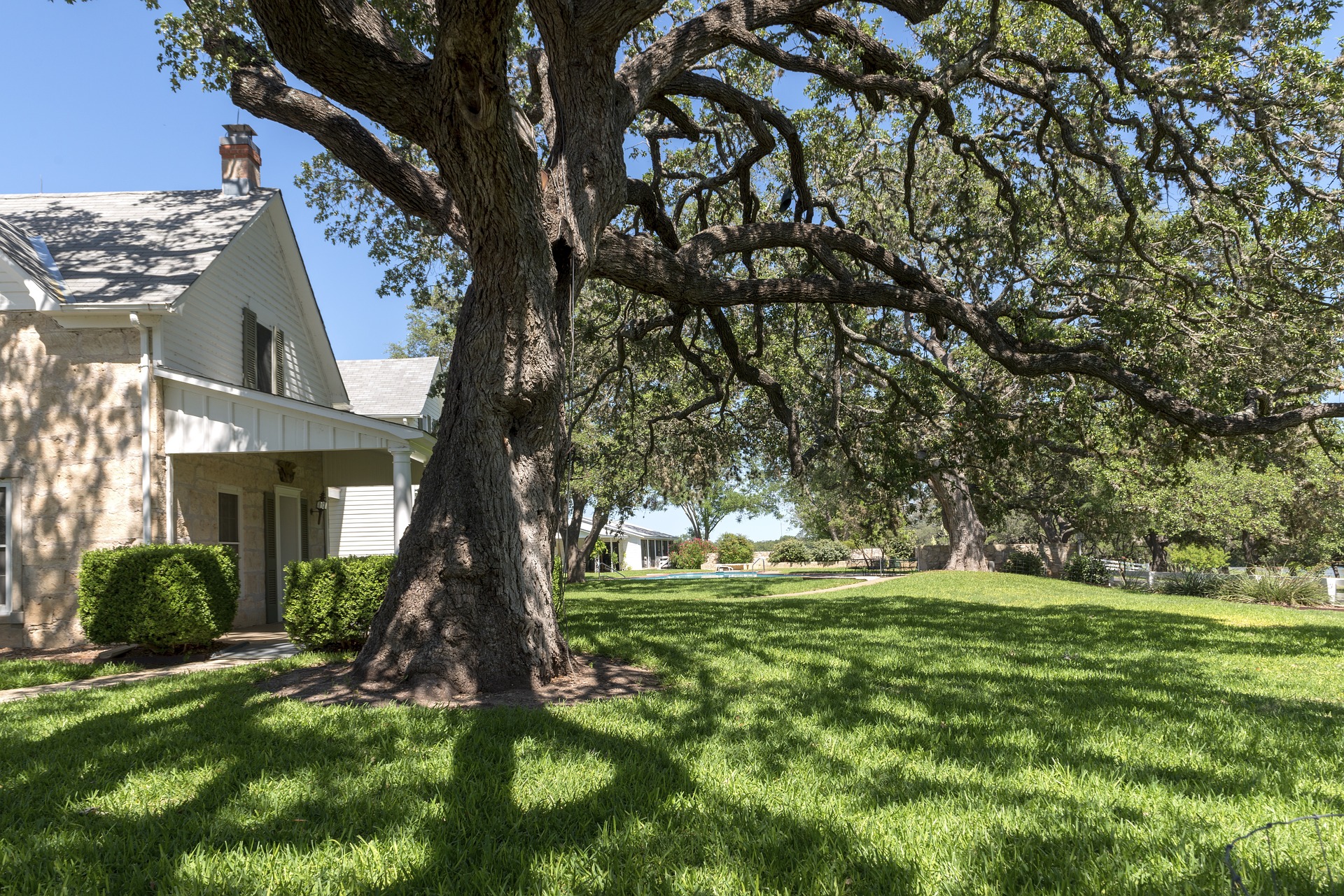 Tree in a residential yeard