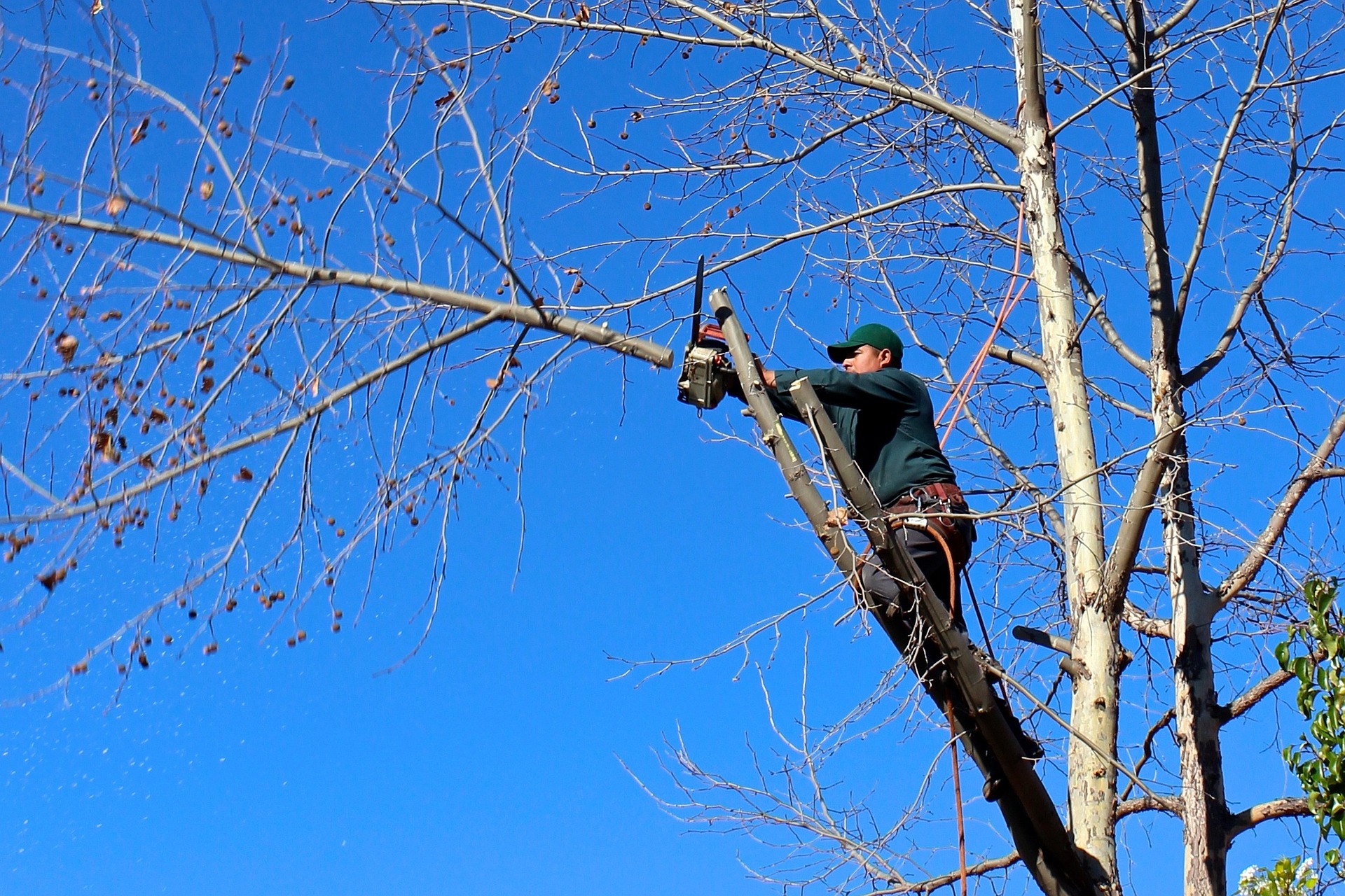 Man trimming a tree